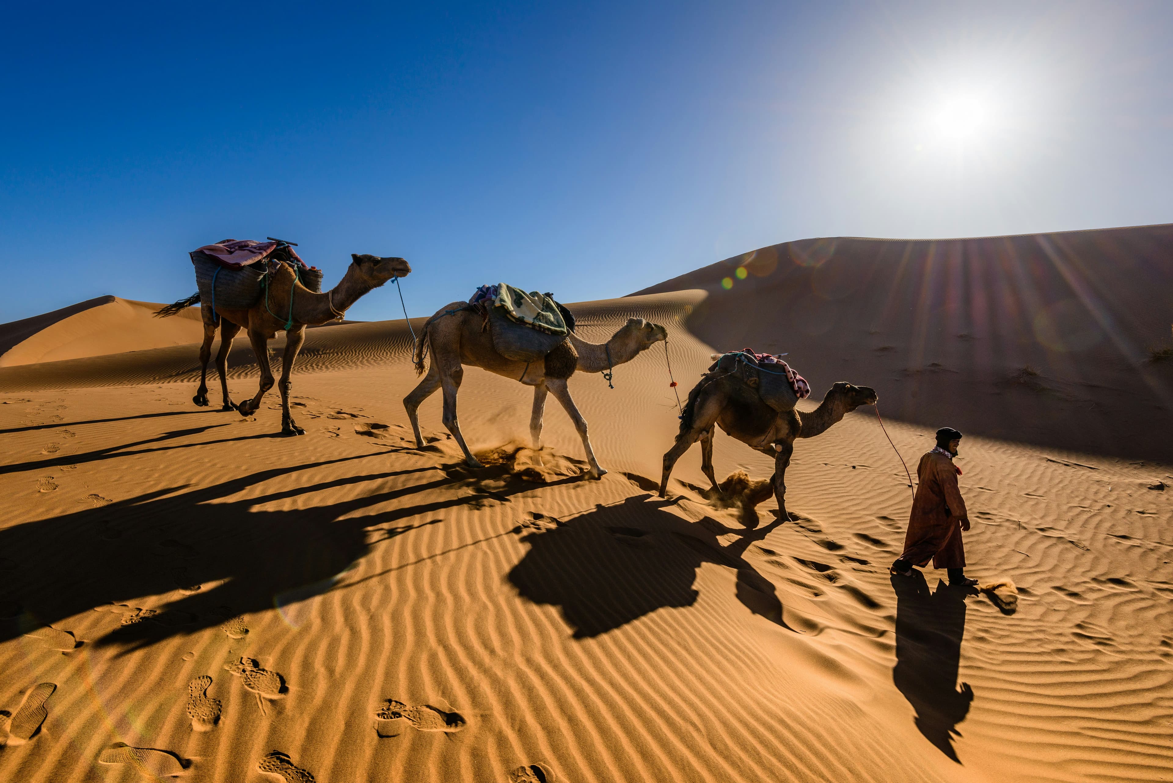 Camel Safari
